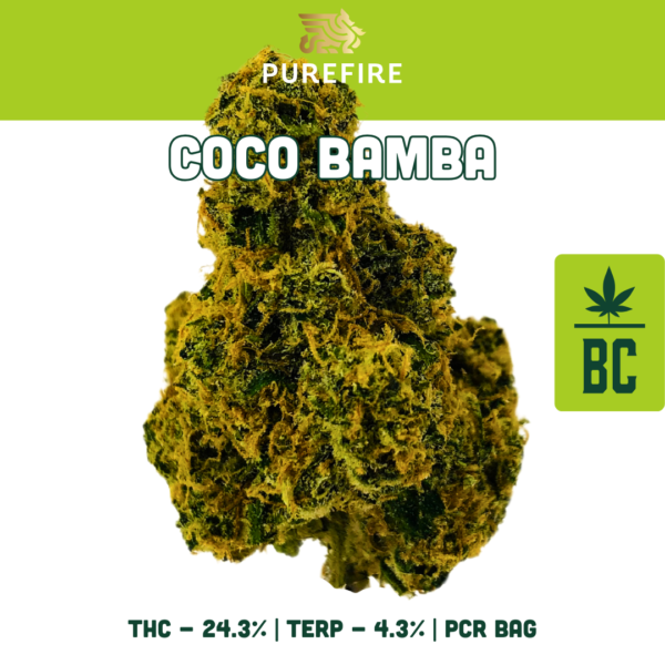 Coco Bamba - Mint Chip x Rainbow Chip  - Image 3